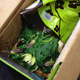 Illustration for article titled ProFlowers Delivers Sparse-Ass Bouquets Instead of Lush Pictured Flowers